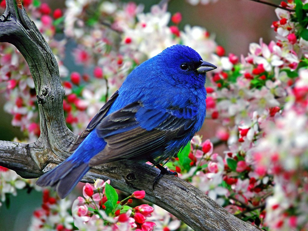 Male Indigo Bunting